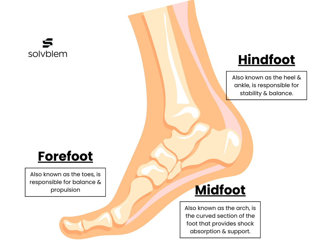 Foot-Anatomy-Structure